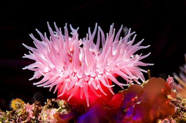 FFESSM78 A red sea anemone attached to a reef has its tentacles extended A red sea anemone attached to a reef has its tentacles extended to catch food as the microscopic plankton drift by with the water movement.